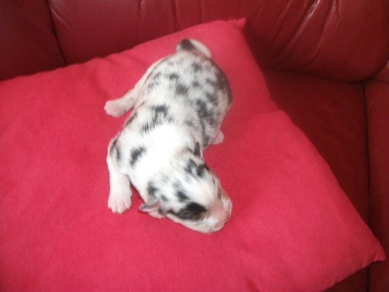 chiots Elina 09/09/2011