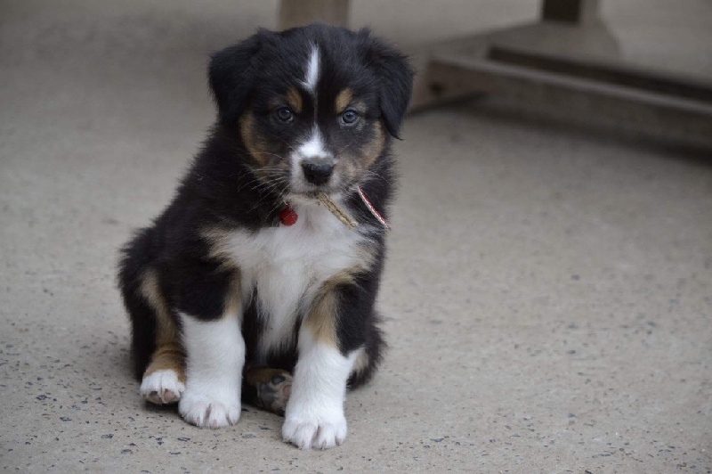 You'll never walk alone - Berger Australien - Portée née le 23/02/2016